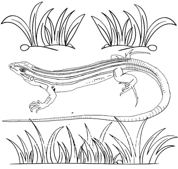 Realistic Lizard Coloring Page