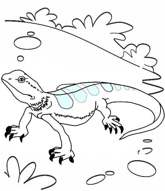 Top and Beautiful Color Lizard Coloring Page
