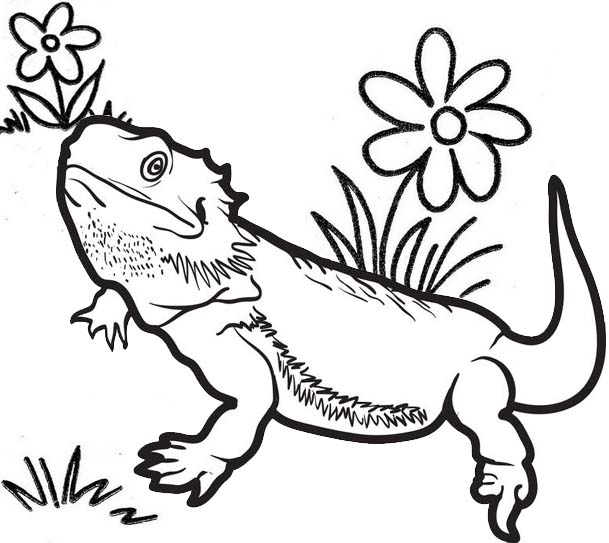 high detailed lizard coloring page