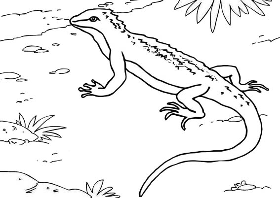 printable lizard coloring page for kid